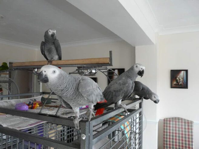 africa greg parrots