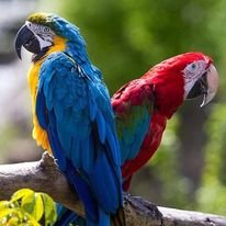 Hyacinth Macaws available