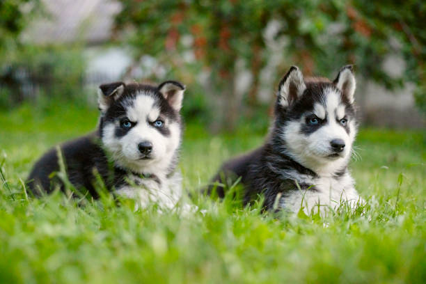 Cute husky puppies for sale