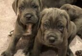 Cane Corso puppies available