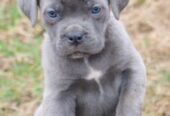 Cane Corso puppies available