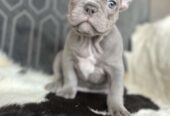 Adorable French Bulldog Puppies Looking for Loving Homes!