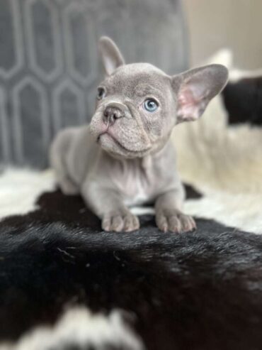Adorable French Bulldog Puppies Looking for Loving Homes!
