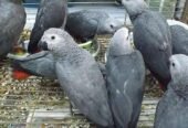 African grey parrots