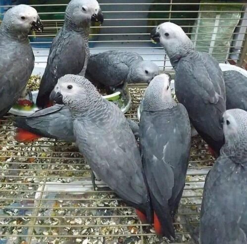 African grey parrots