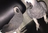 African grey parrots