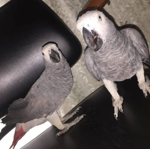 African grey parrots