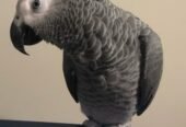 Congo African Grey