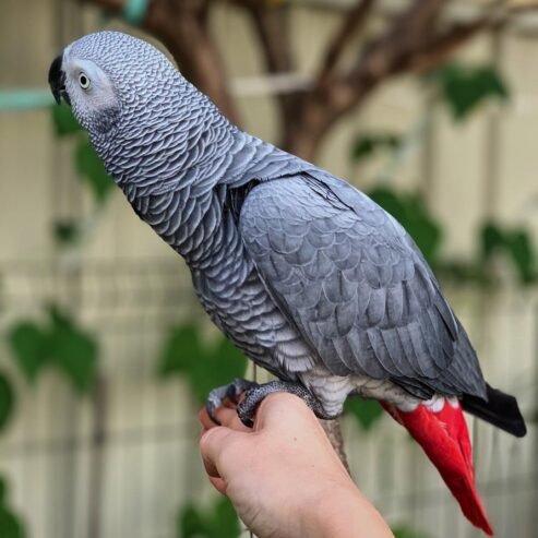 Congo African Grey