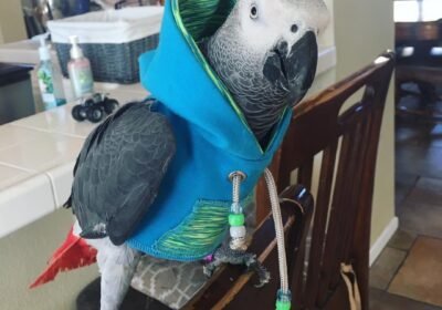 Congo-African-Grey-For-Sale