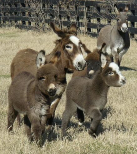 mini cows and donkeys