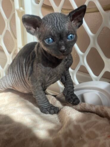 Sphynx Kittens