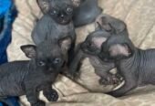 Sphynx Kittens