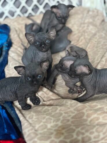 Sphynx Kittens