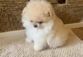 Teacup: Pomeranian