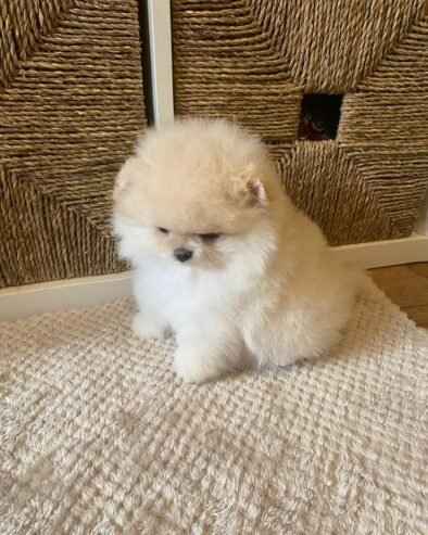 Teacup: Pomeranian