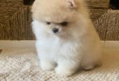 Teacup: Pomeranian