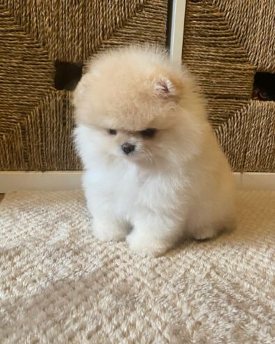 Teacup: Pomeranian