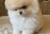 Teacup: Pomeranian