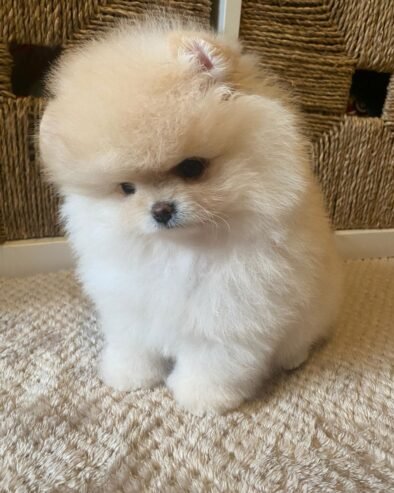 Teacup: Pomeranian