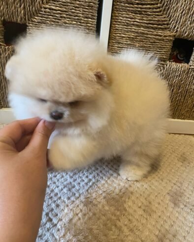 Teacup: Pomeranian