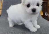 Female Maltese puppy available for sale