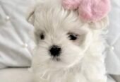 Female Maltese puppy available for sale