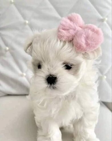 Female Maltese puppy available for sale