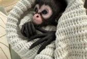 Cute baby spider monkey