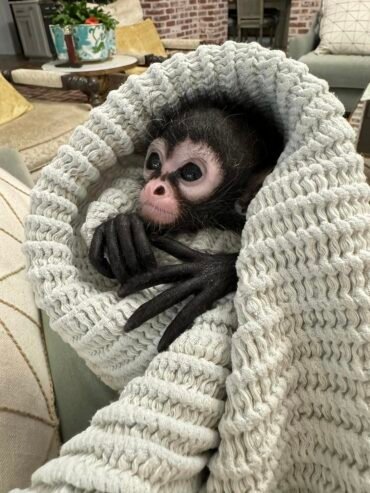 Cute baby spider monkey