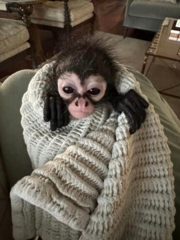 Cute baby spider monkey