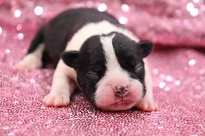 CKC Boston Terrier Puppies !