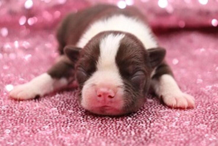 CKC Boston Terrier Puppies !