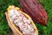 Cacao pod fresh from the farm