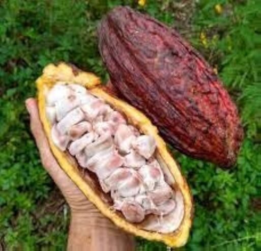 Cacao pod fresh from the farm