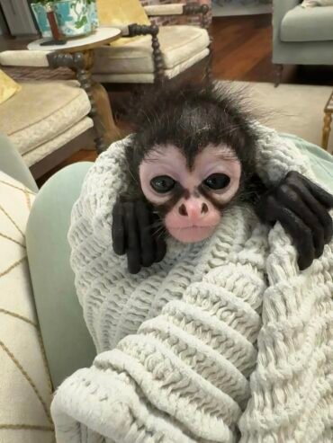 Cute baby spider monkey