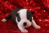 CKC Boston Terrier Puppies !