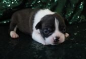 CKC Boston Terrier Puppies !