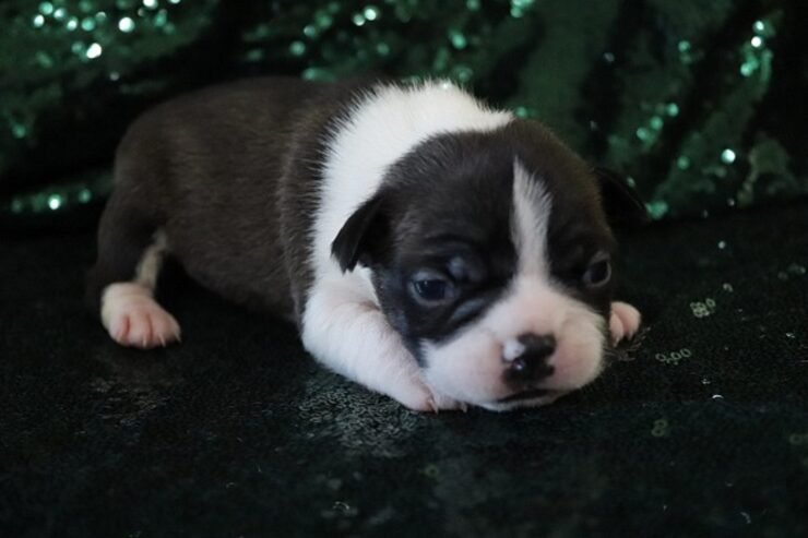 CKC Boston Terrier Puppies !