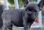 French Bulldog puppies