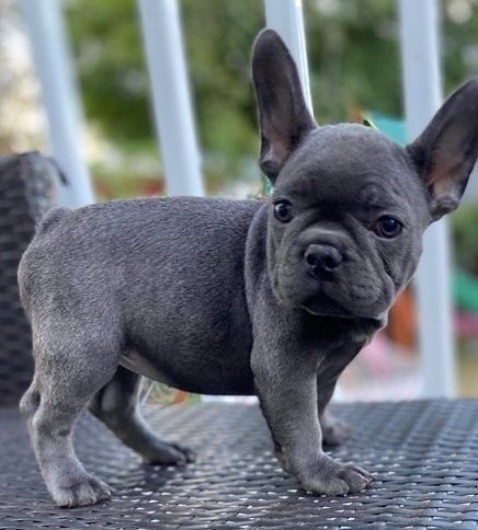 French Bulldog puppies