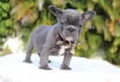 Well Trained French Bulldog puppies