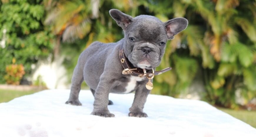 Well Trained French Bulldog puppies