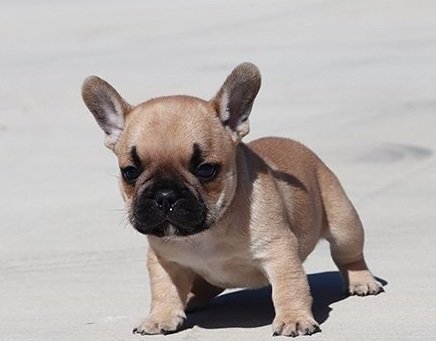 French Bulldog puppies