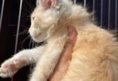 2 Pch Maine Coon De-Wormed X 2, Spayed/Neutered