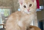 2 Pch Maine Coon De-Wormed X 2, Spayed/Neutered