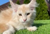 2 Pch Maine Coon De-Wormed X 2, Spayed/Neutered