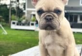 Well Trained French Bulldog puppies