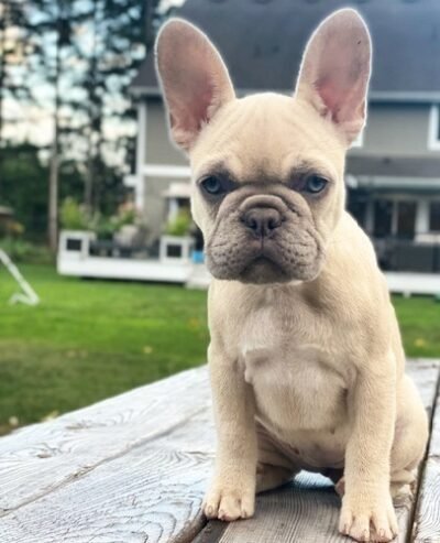 Well Trained French Bulldog puppies