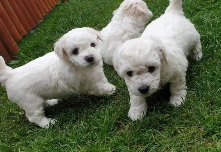 Mini Teacup Bichon Frise Puppies